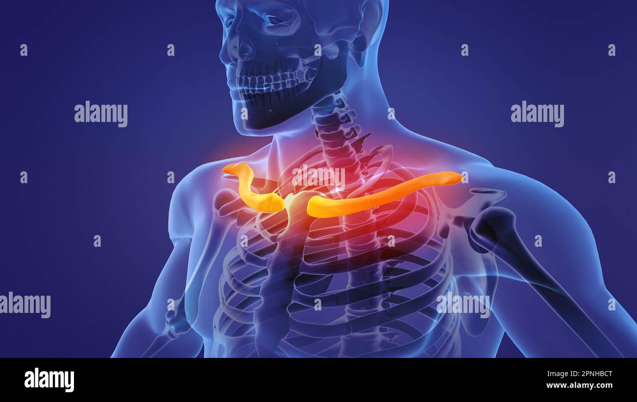 Die Anatomie des menschlichen Schlüsselbeinskeletts Stockfoto