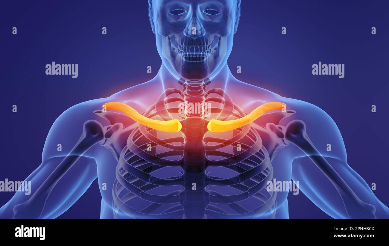 Die Anatomie des menschlichen Schlüsselbeinskeletts Stockfoto