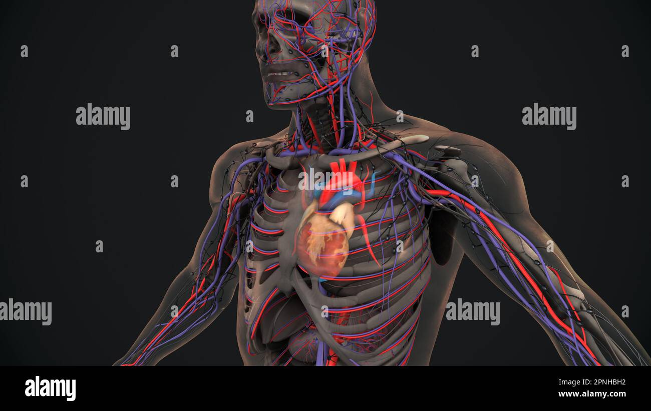 Menschliches Herz mit Venen und Arterien Stockfoto
