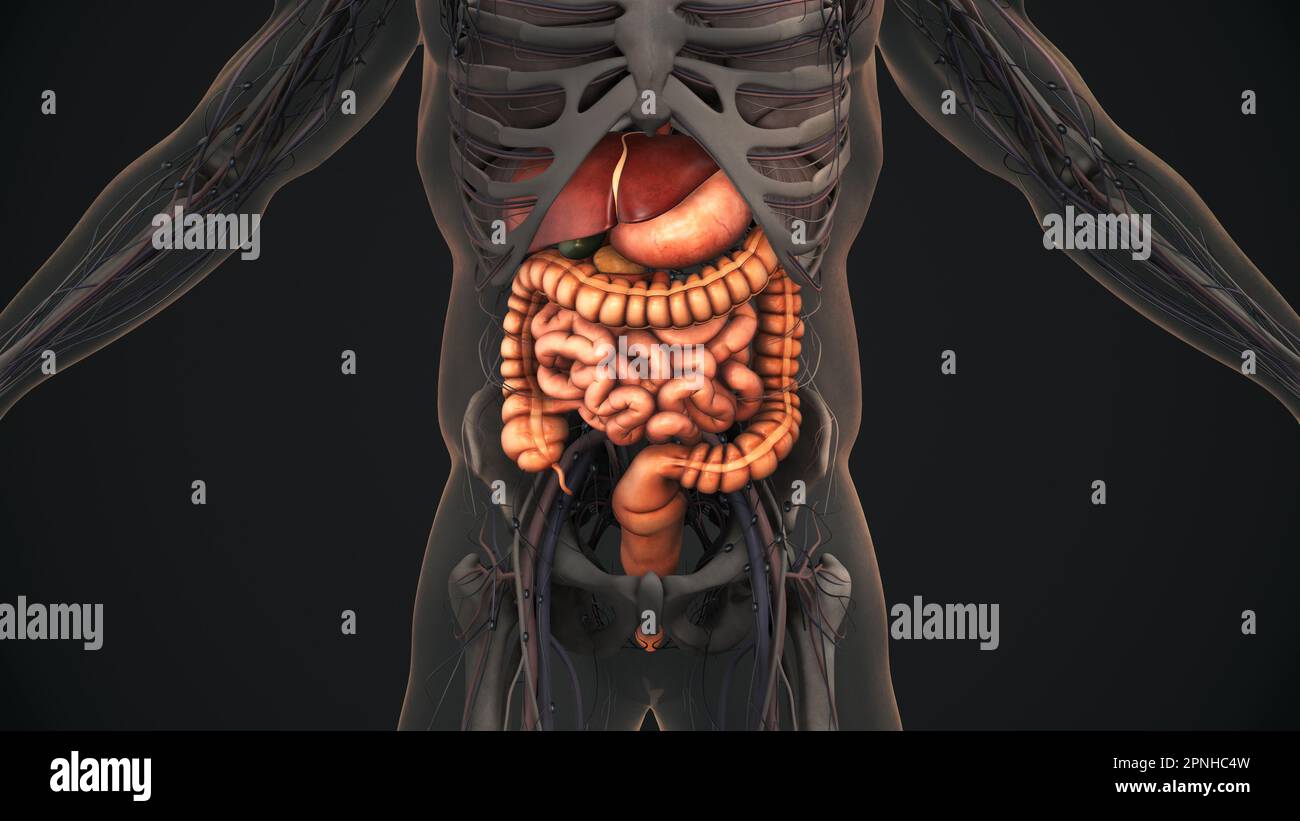 Die Anatomie des menschlichen Verdauungssystems Stockfoto