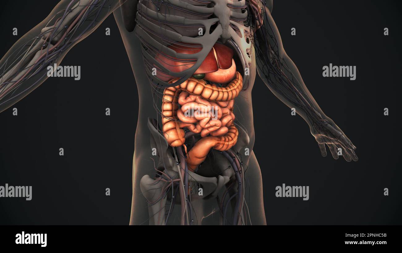 Die Anatomie des menschlichen Verdauungssystems Stockfoto