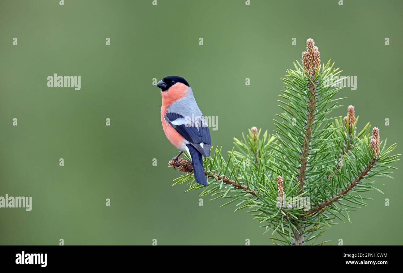 Männlicher Bullfinch sitzt in Pine Tree Stockfoto