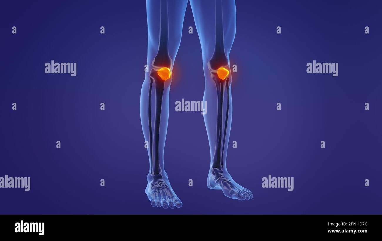 Anatomie der menschlichen Patella Stockfoto