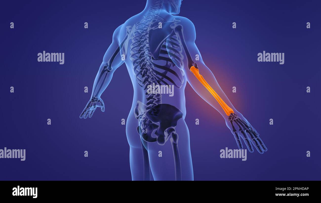 Anatomie des menschlichen Unterarms Stockfoto