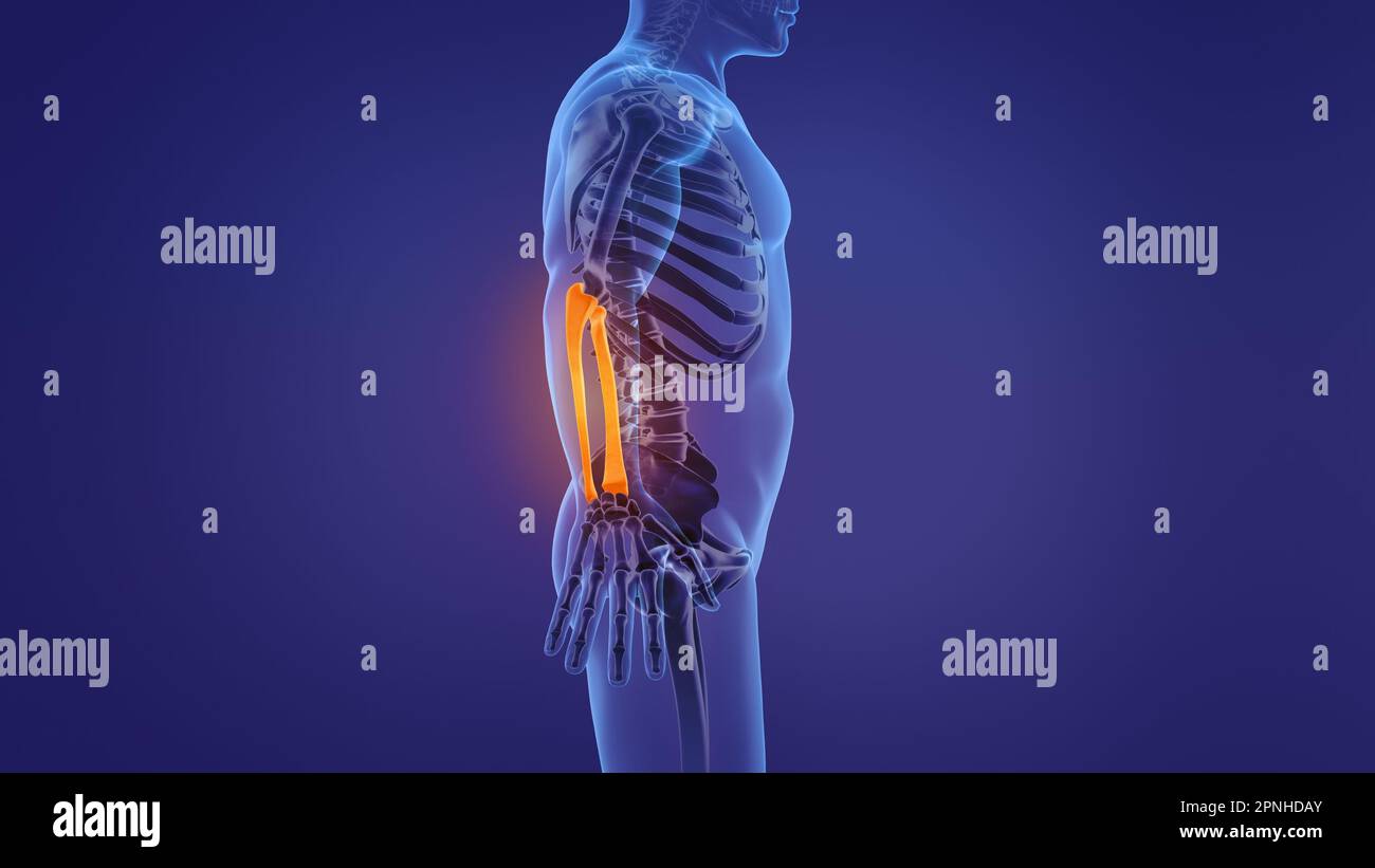 Anatomie des menschlichen Unterarms Stockfoto