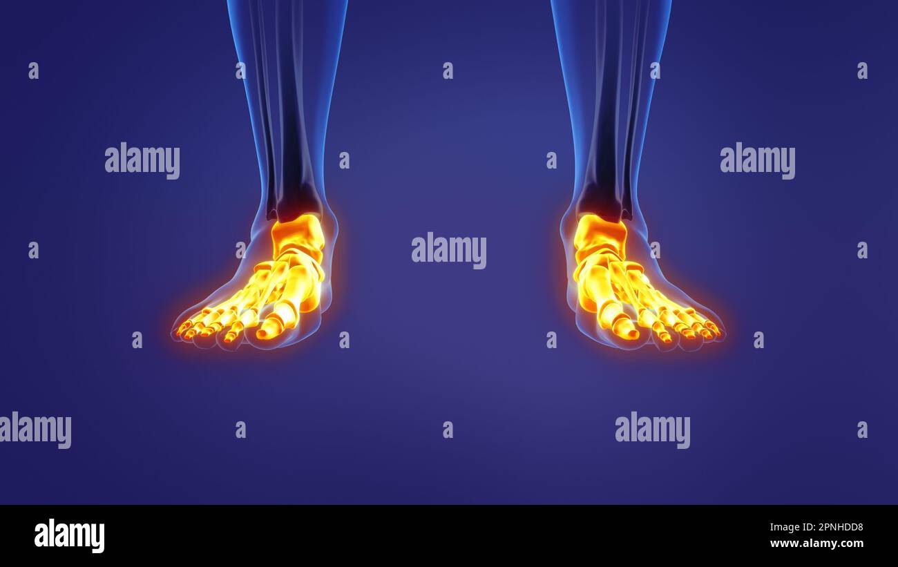 Anatomie des menschlichen Fusses Stockfoto