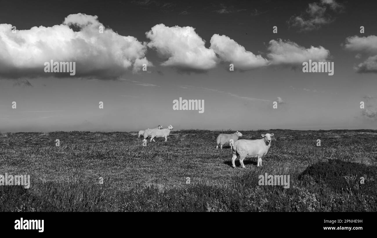 Schafe grasen in den North York Moors unter blauem Himmel an einem schönen Morgen in der Nähe von Glaisdale, Yorkshire, Großbritannien. Stockfoto