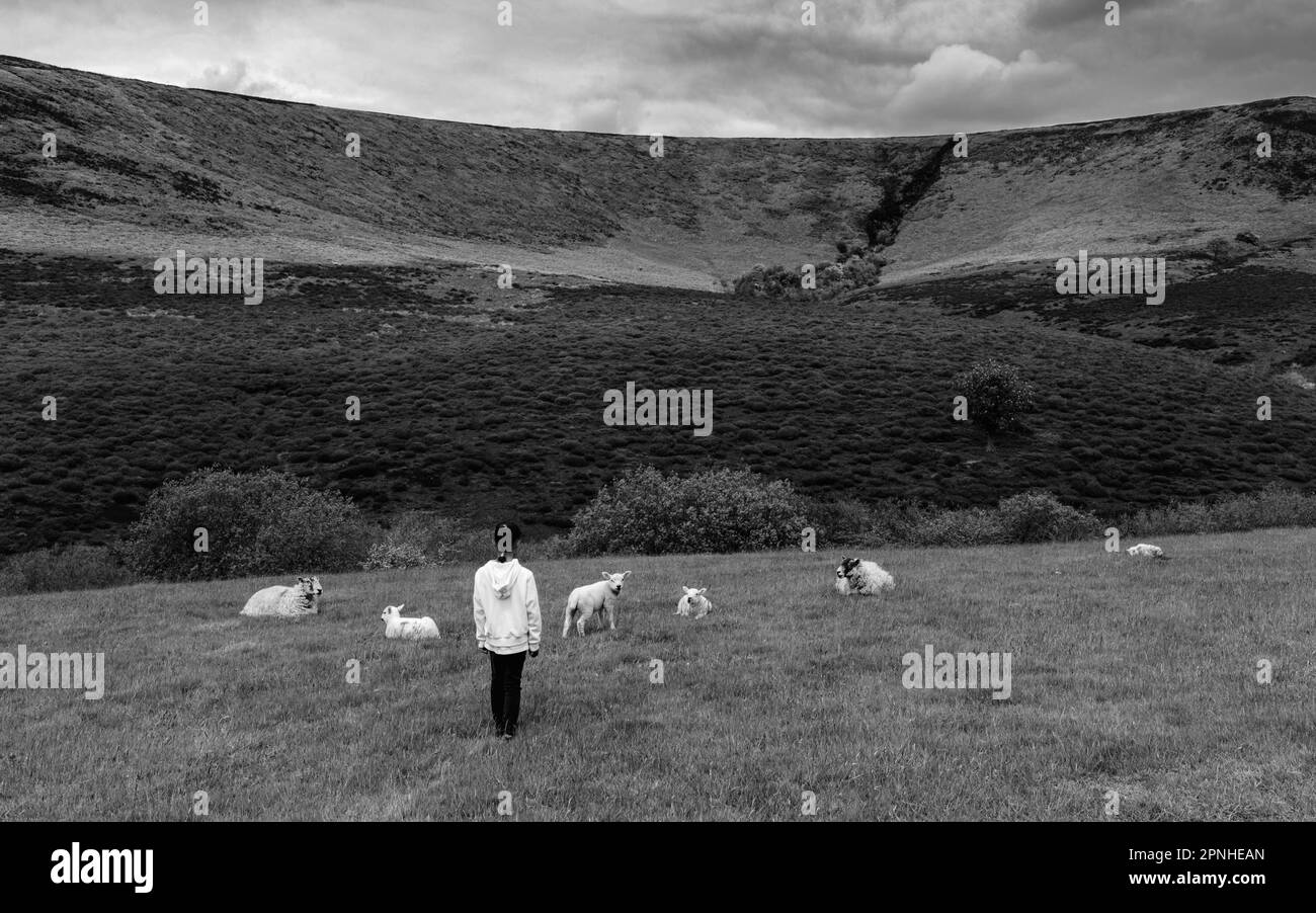 Unidentifizierter junger Mensch, umgeben von Lämmern, in einem wunderschönen natürlichen Moor unter bedeckten Himmel nahe Goathland, Yorkshire, Großbritannien. Stockfoto