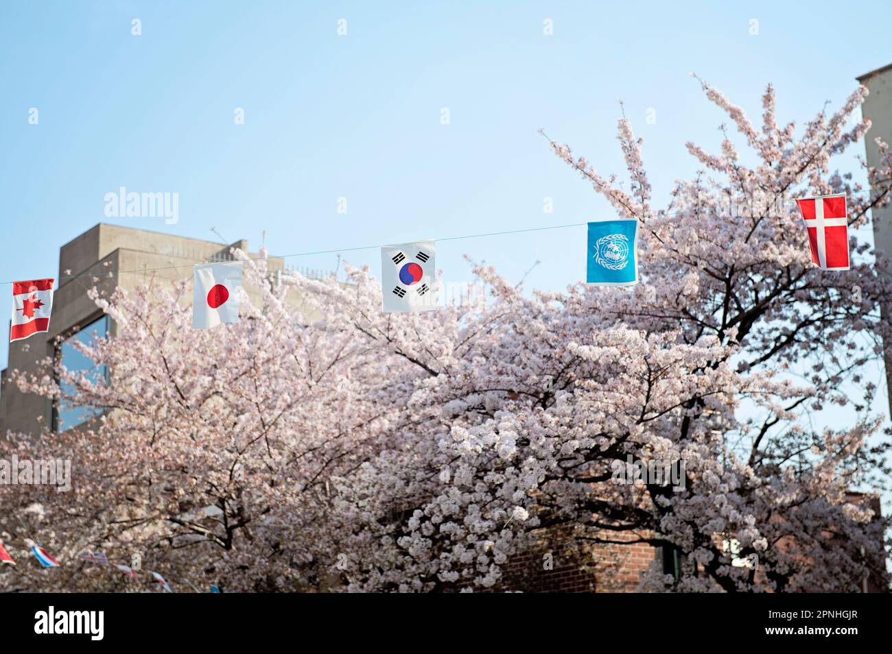 Flaggen über der Straße in Seoul mit Kirschblüten Stockfoto