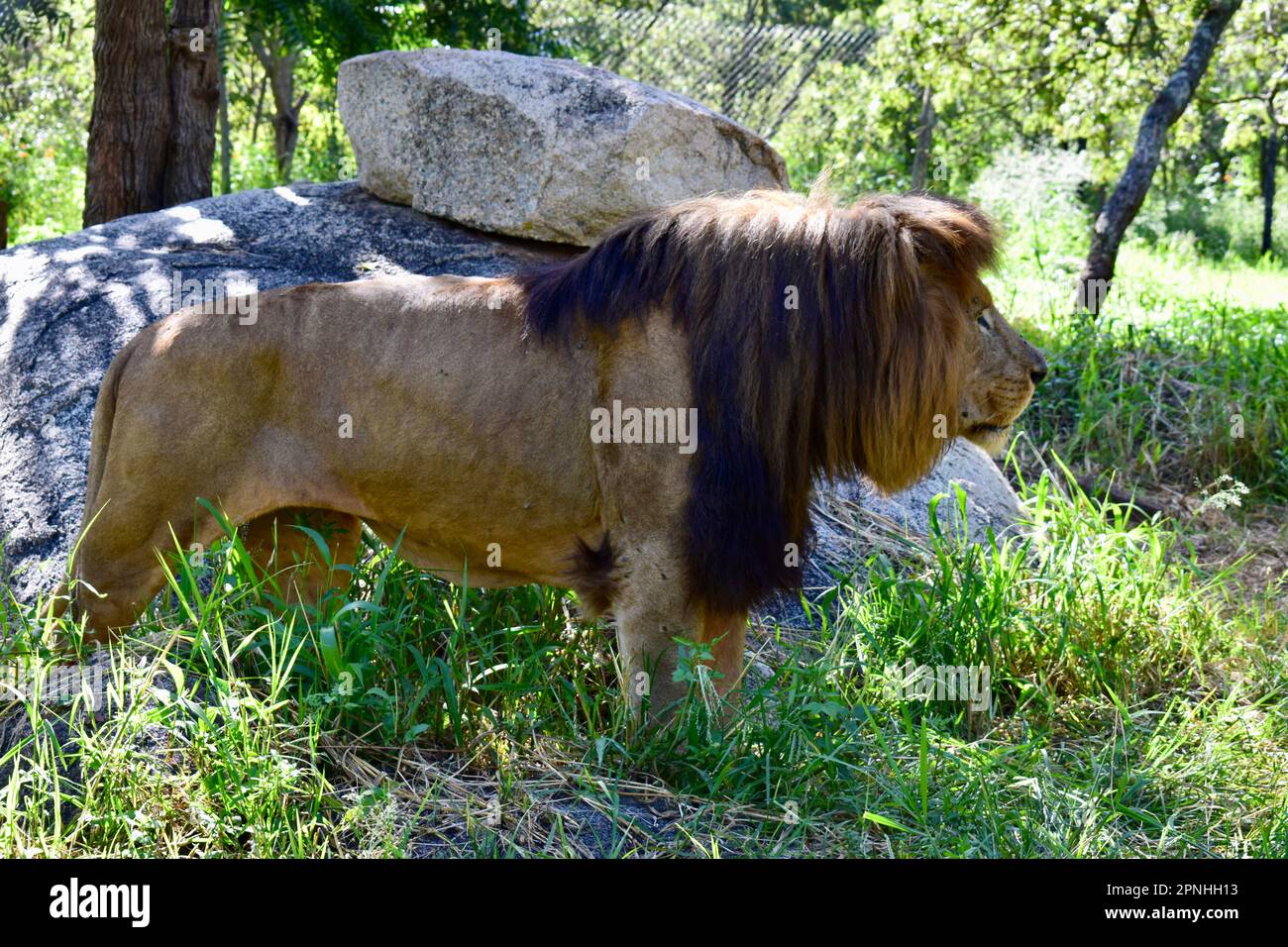 Seitenansicht des männlichen afrikanischen Löwen mit langer Mähne Stockfoto