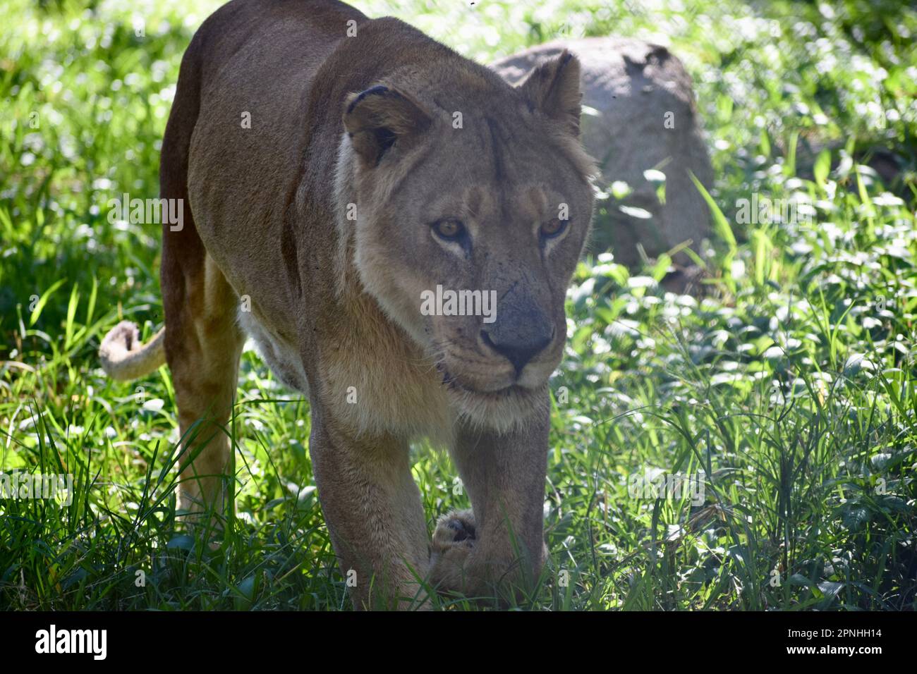 Löwenfrau läuft Stockfoto