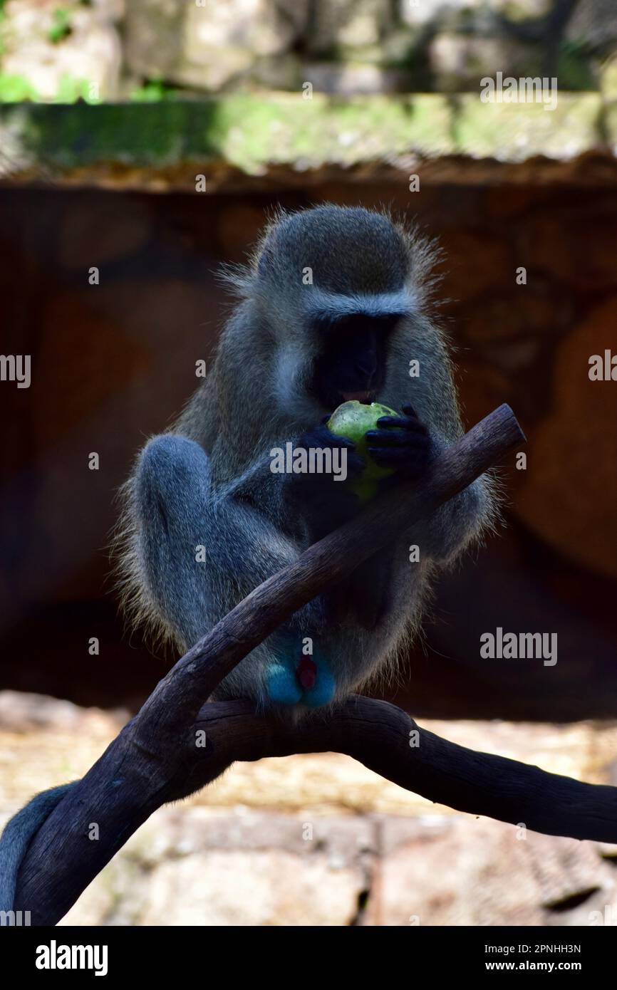 Vervet-Affe isst einen Apfel Stockfoto