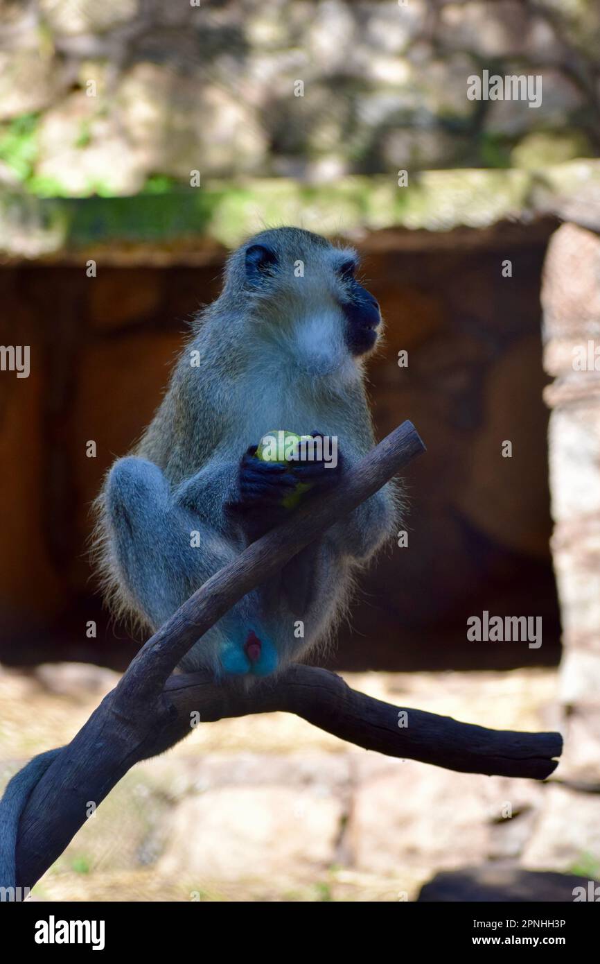 Vervet-Affe mit blauen Kugeln in Afrika Stockfoto