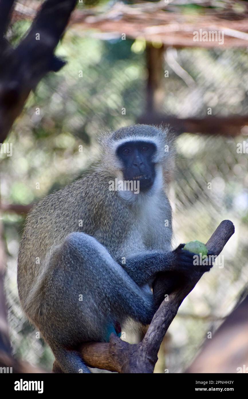 Vorderansicht eines Vervet-Affen auf einem Ast Stockfoto