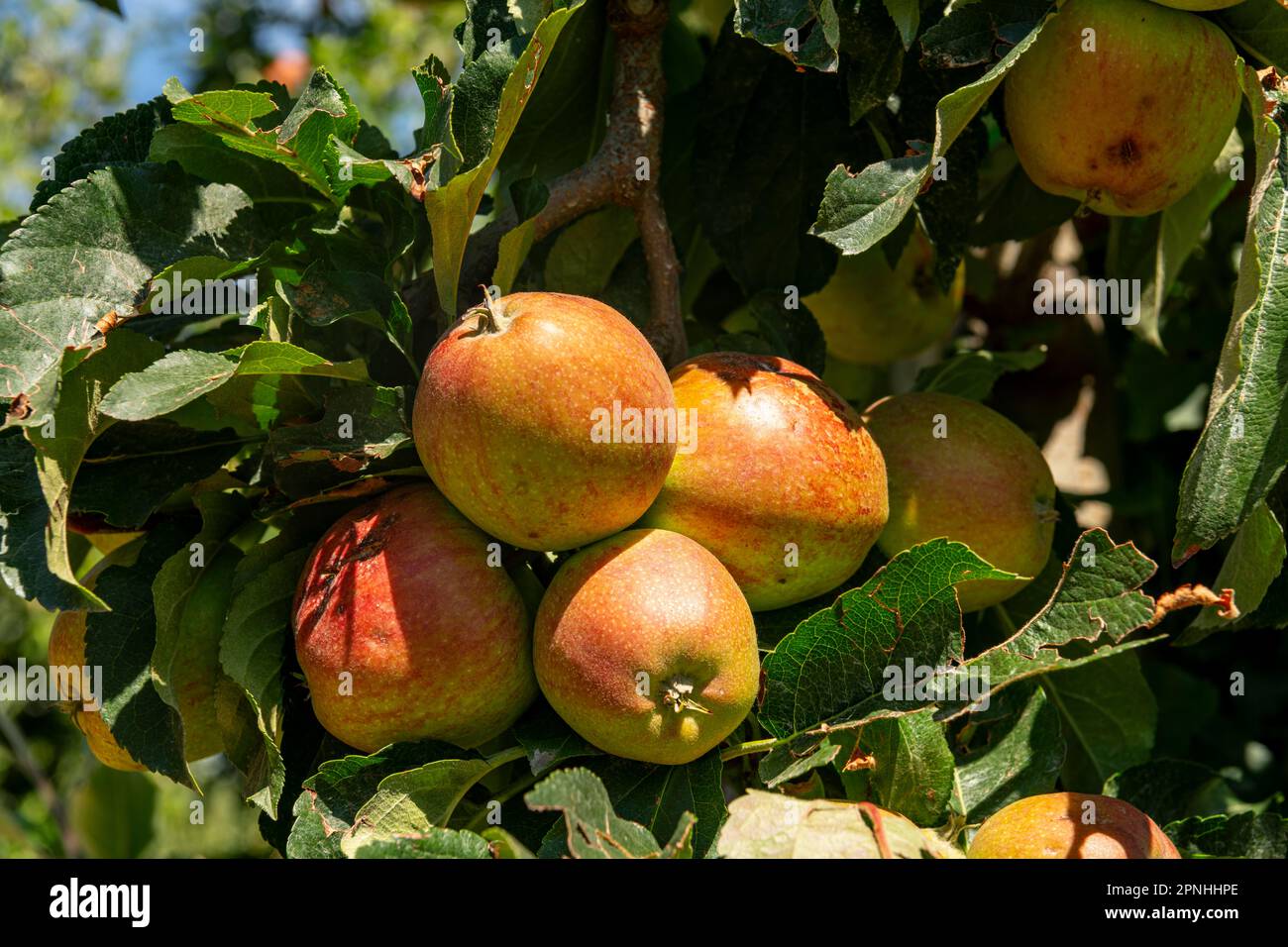 Organischer Apfelgarten in Portugal Stockfoto