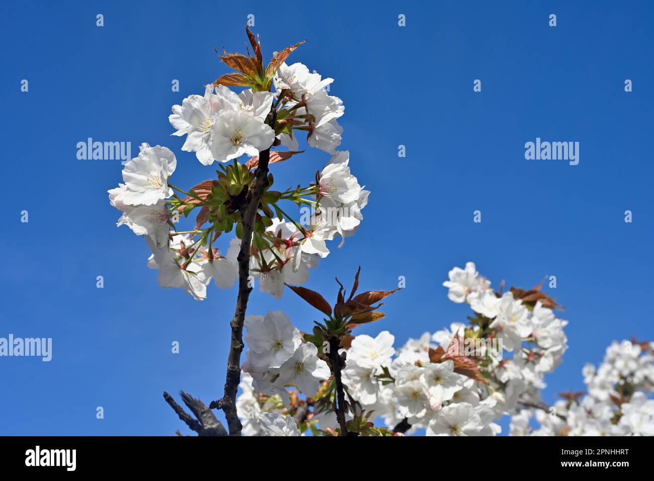 Weiße Blüten nah am blühenden Kirschbaum mit Blättern, die gerade auftauchen, Frühling Stockfoto