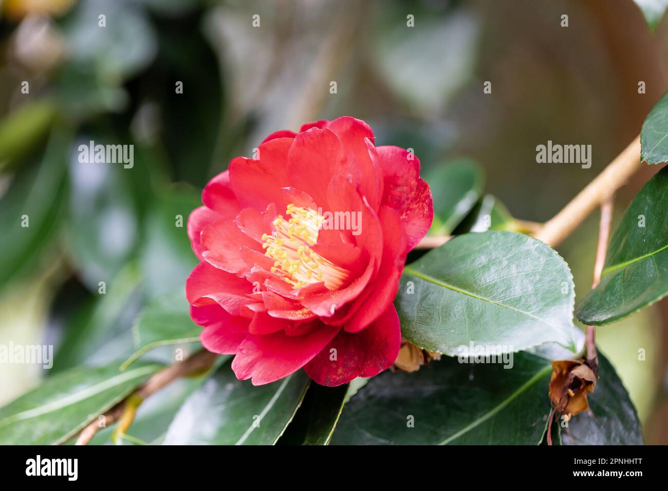 Camellia Japonica 'Drama Girl' Blume im Frühling. Dorset, England, Großbritannien Stockfoto