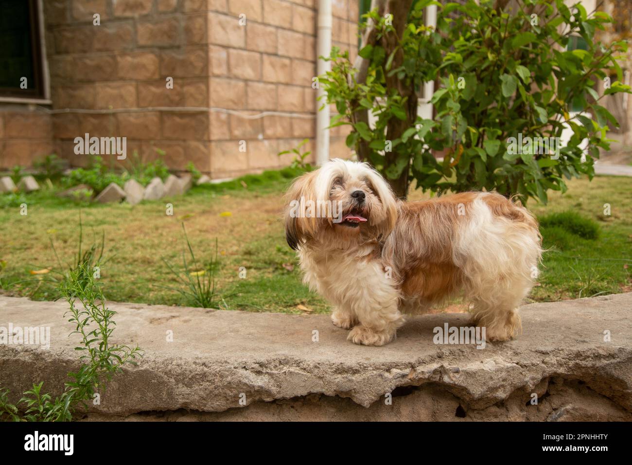 Shih Tzu Hund sitzt auf der Treppe der Stadt. Ein Hund in der Stadt. Hund in städtischer Landschaft Stockfoto