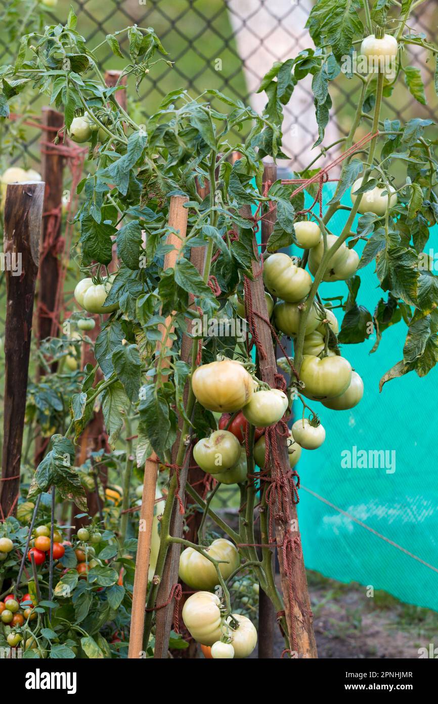 Ein Busch mit Tomaten in einem Garten, Amateurkultur auf dem Land. Stockfoto