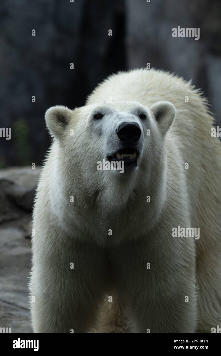 Portretfoto des Eisbären im wiener Zoo aus nächster Nähe Stockfoto