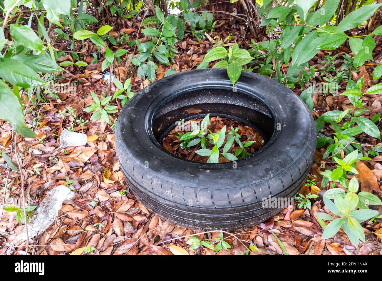 Verlassene Reifen im Außenbereich fangen stilles Wasser ein und sind der Nährboden für aedes-zika-Mücken Stockfoto