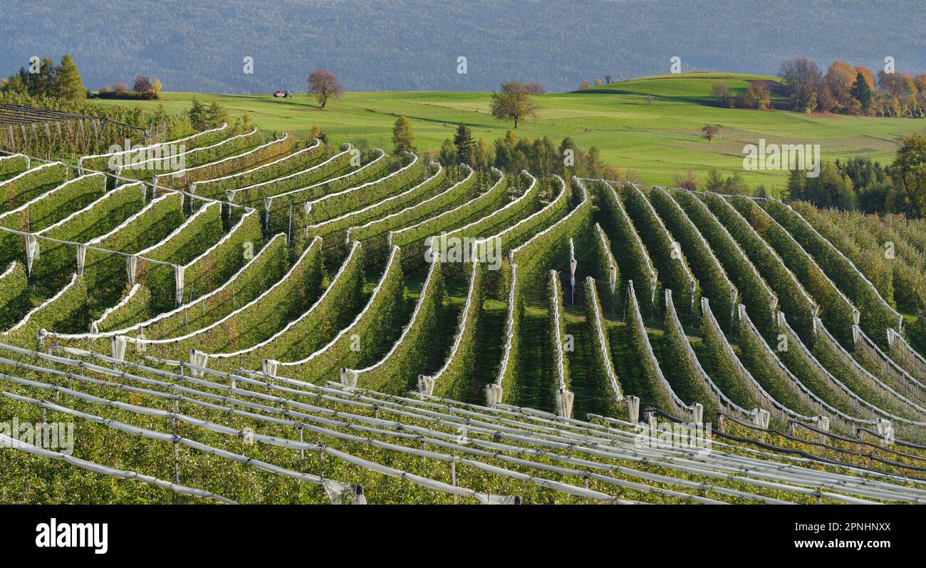 Apfelplantagen in Val di Non Valley, Trentino, Italien Stockfoto