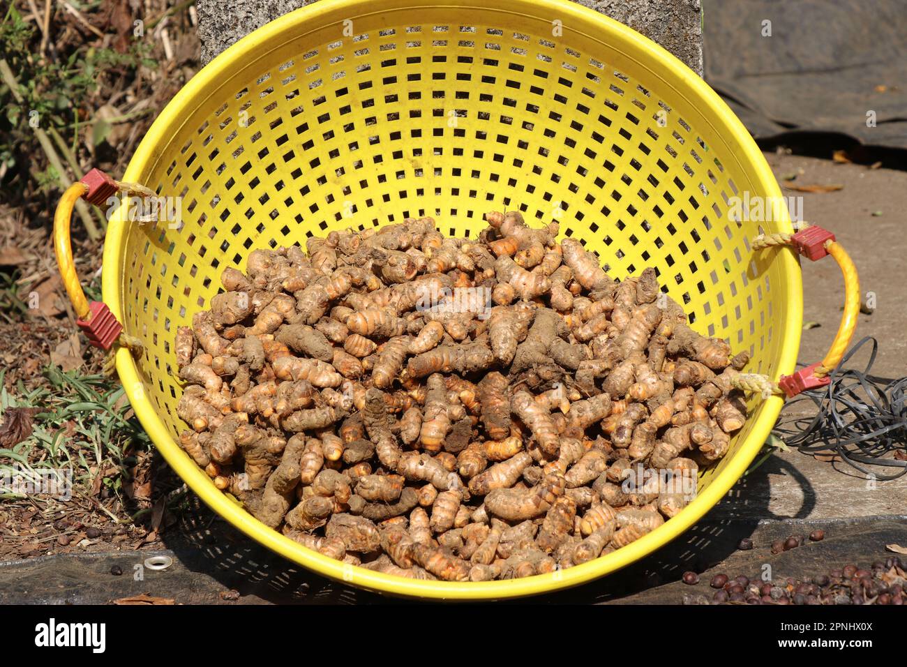 Wurzeln der Kurkuma oder Curcuma longa, die nach der Ernte und Reinigung in einem Korb aufbewahrt werden Stockfoto