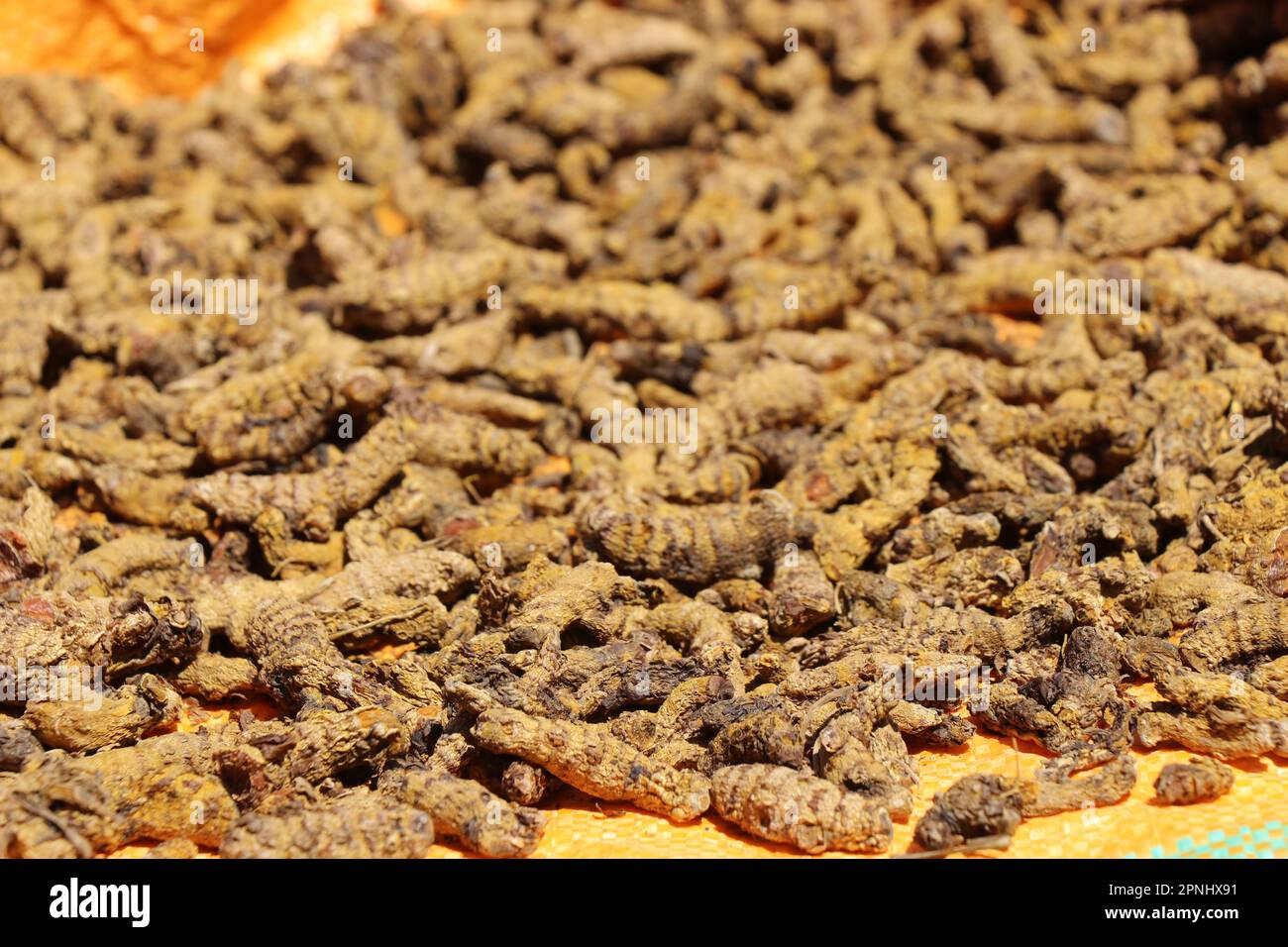 Getrocknete Wurzeln von Kurkuma oder auch bekannt als Curcuma longa sind medizinische Wurzeln und werden auch als Gewürze beim Kochen verwendet Stockfoto