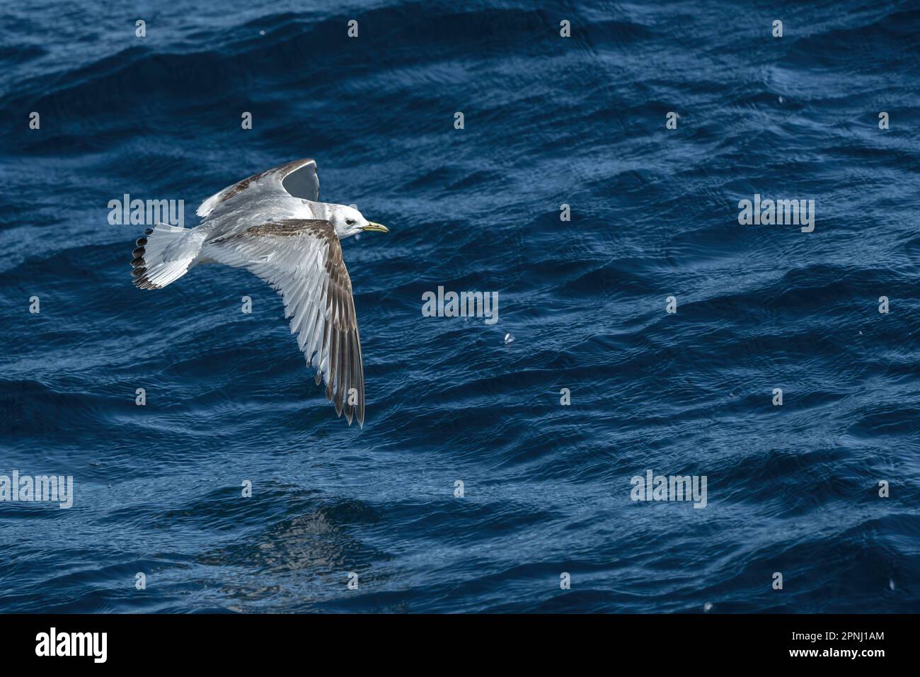 Eine Kittiwake Rissa tridactyla, die über dem Meer im ligurischen Mittelmeer fliegt, eine seltene Sichtung Stockfoto