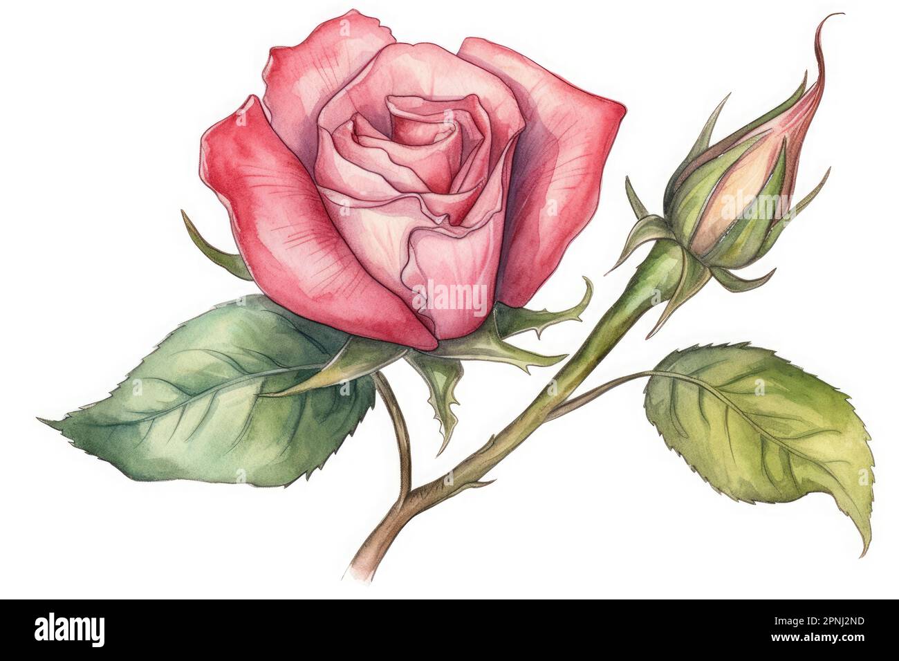 Erstelle ein skurriles Aquarell eines Rosenknochens mit komplexen Details und Schattierungen Stockfoto