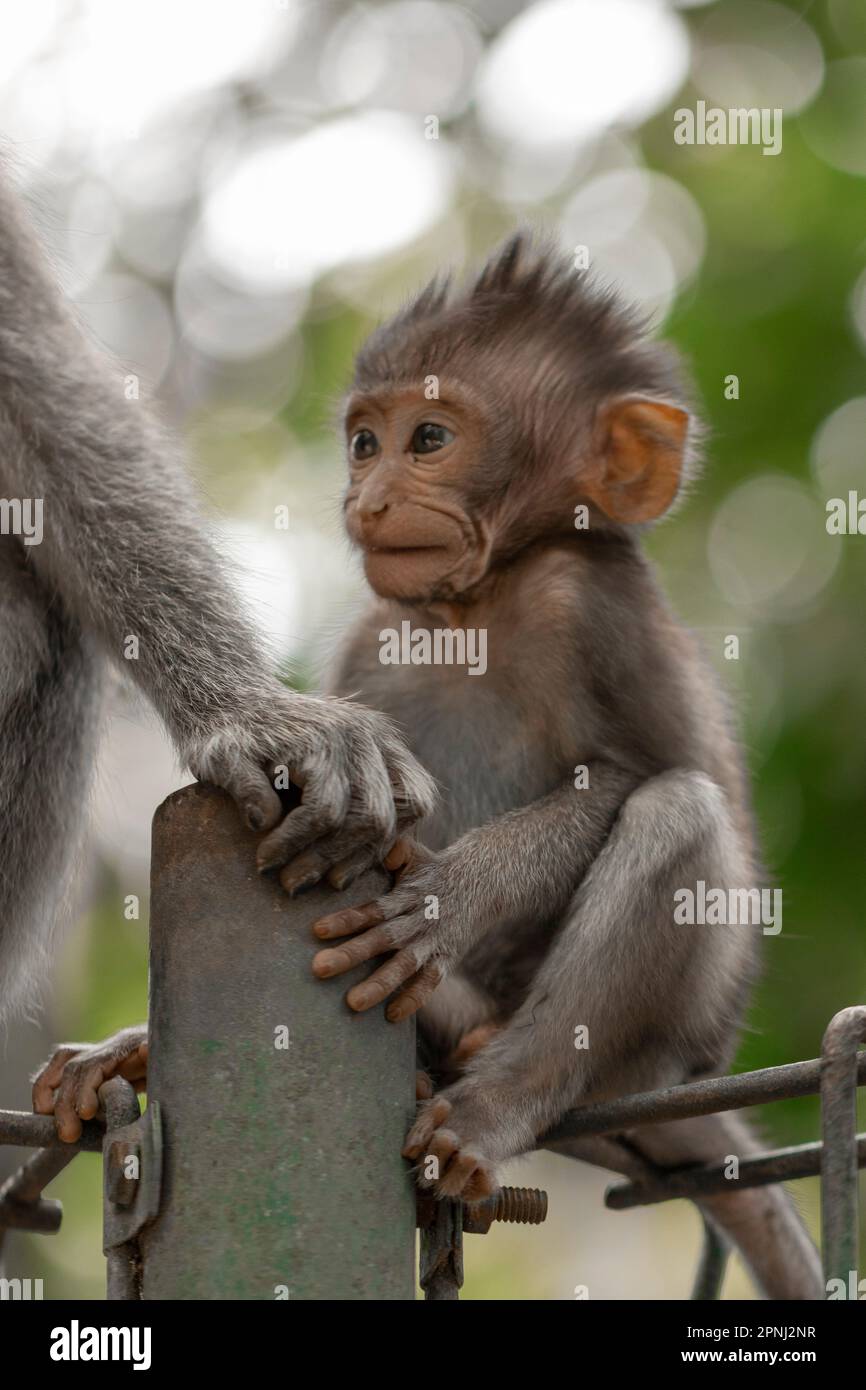 Die Krabbenmakaken (Macaca fascicularis), auch bekannt als Langschwanzmakaken und in Laboratorien als Cynomolgus-Affe bezeichnet. Stockfoto