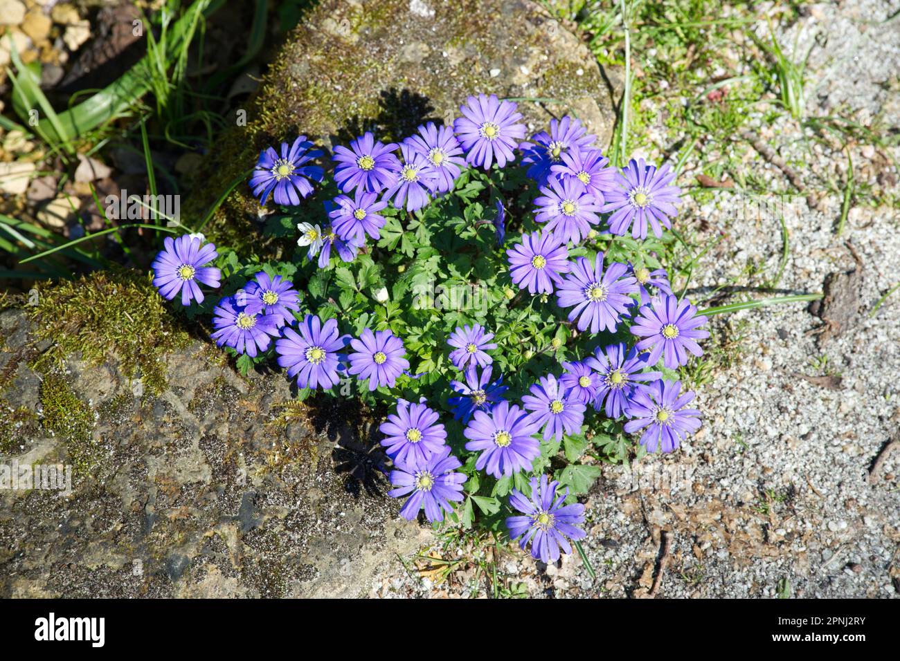 Blaue Frühlingsblumen der Anemone blanda im britischen Garten April Stockfoto