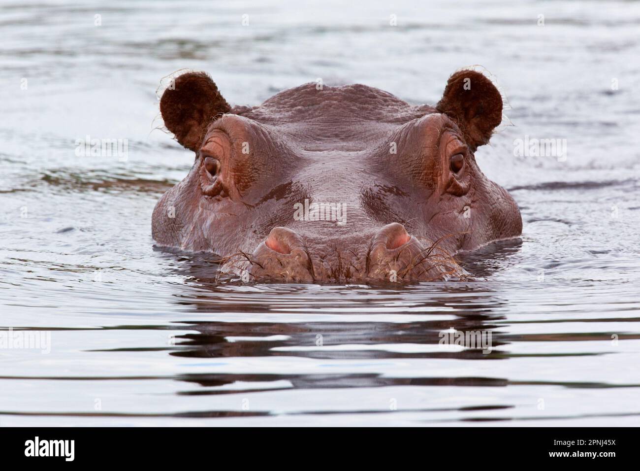 Flusspferde (Hippopotamus amphibius) im Chobe-Fluss in Nordbotswana, Afrika. Stockfoto