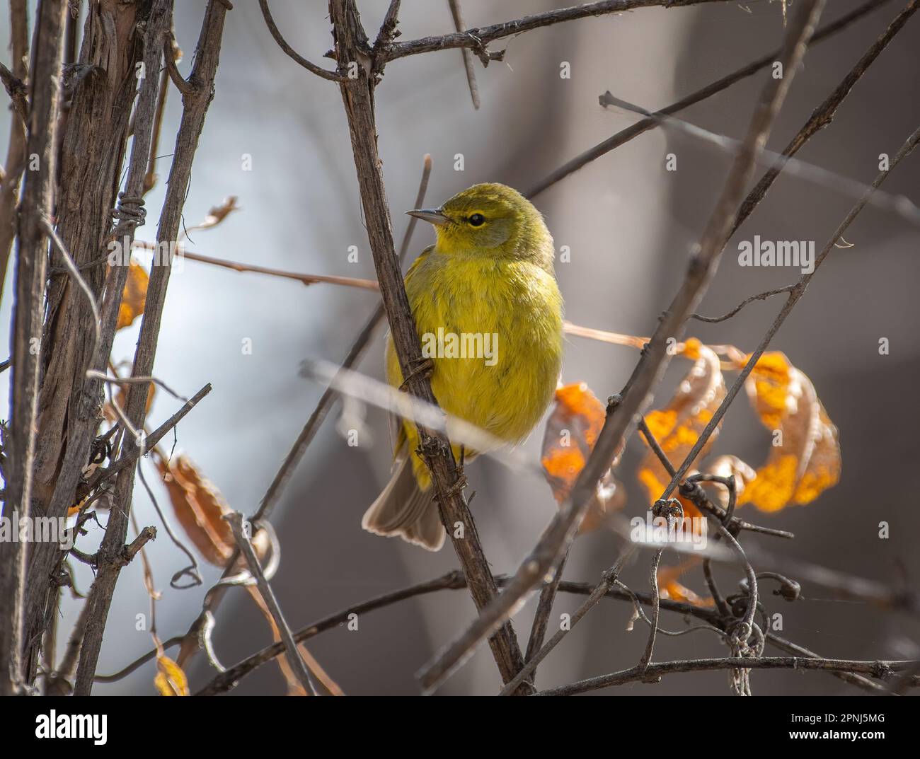 Dieser wunderschöne Frühlingszeitpunkt mit Orangenkrone (Leiothlypis celata) posierte schön in einem gebürsteten Dickicht für ein Foto. Stockfoto