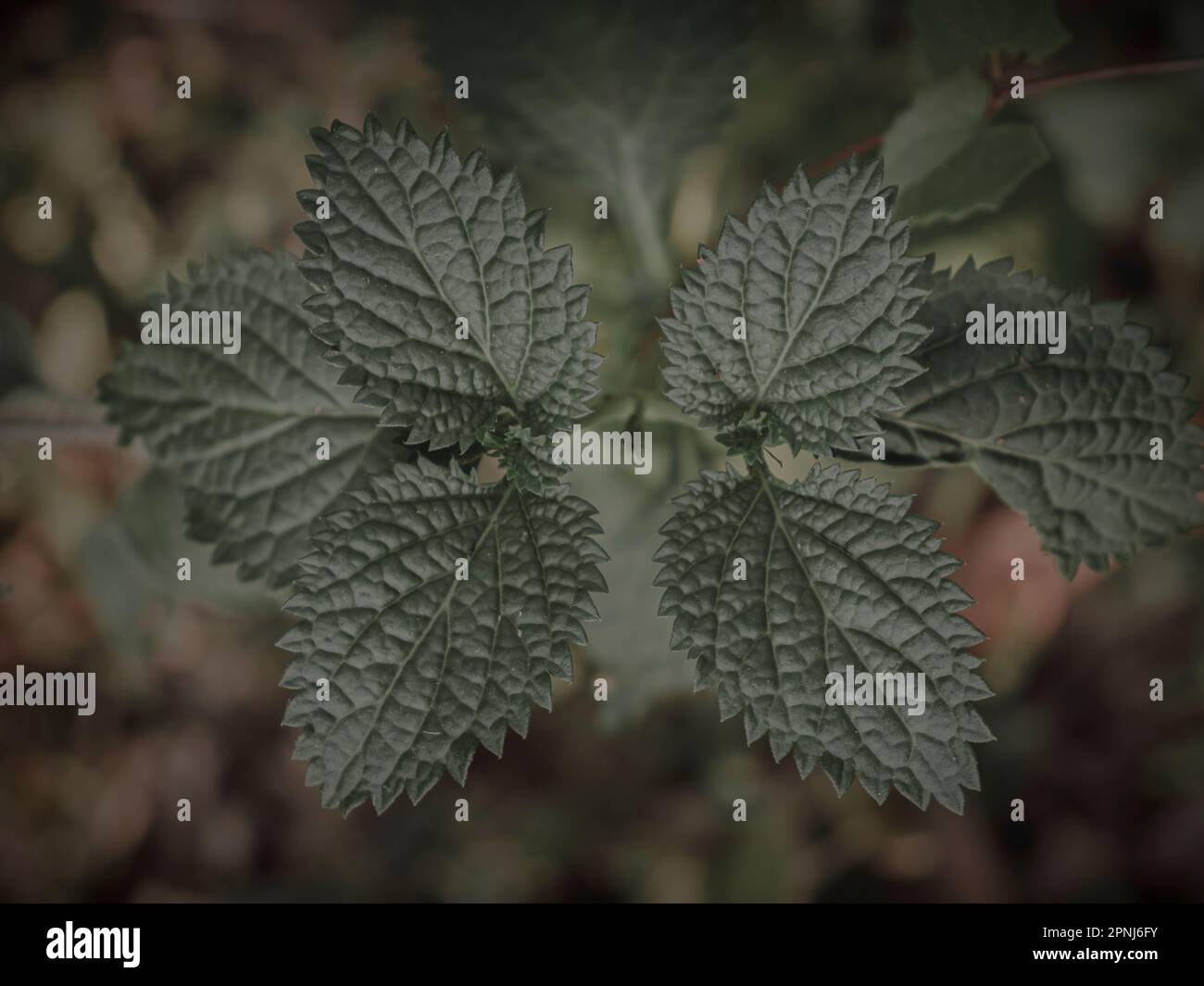 Nahaufnahme eines Pflanzenkopfes mit symmetrischer Blattknospenbildung. Selektiver Fokus. Abstrakt. Stockfoto