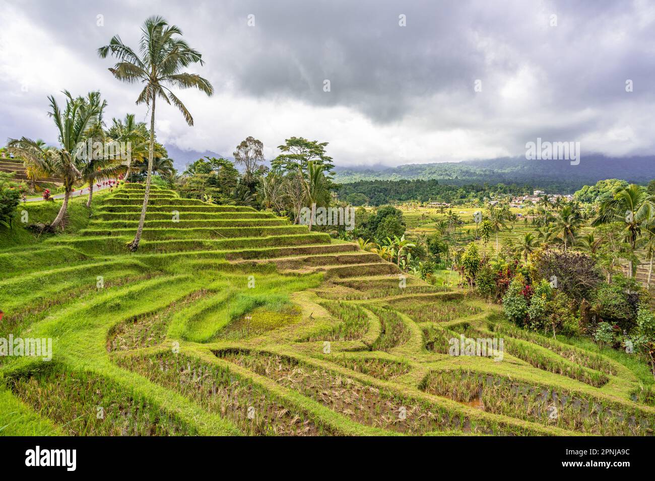Jatiluwih Reisterrassen in Bali, Indonesien Stockfoto