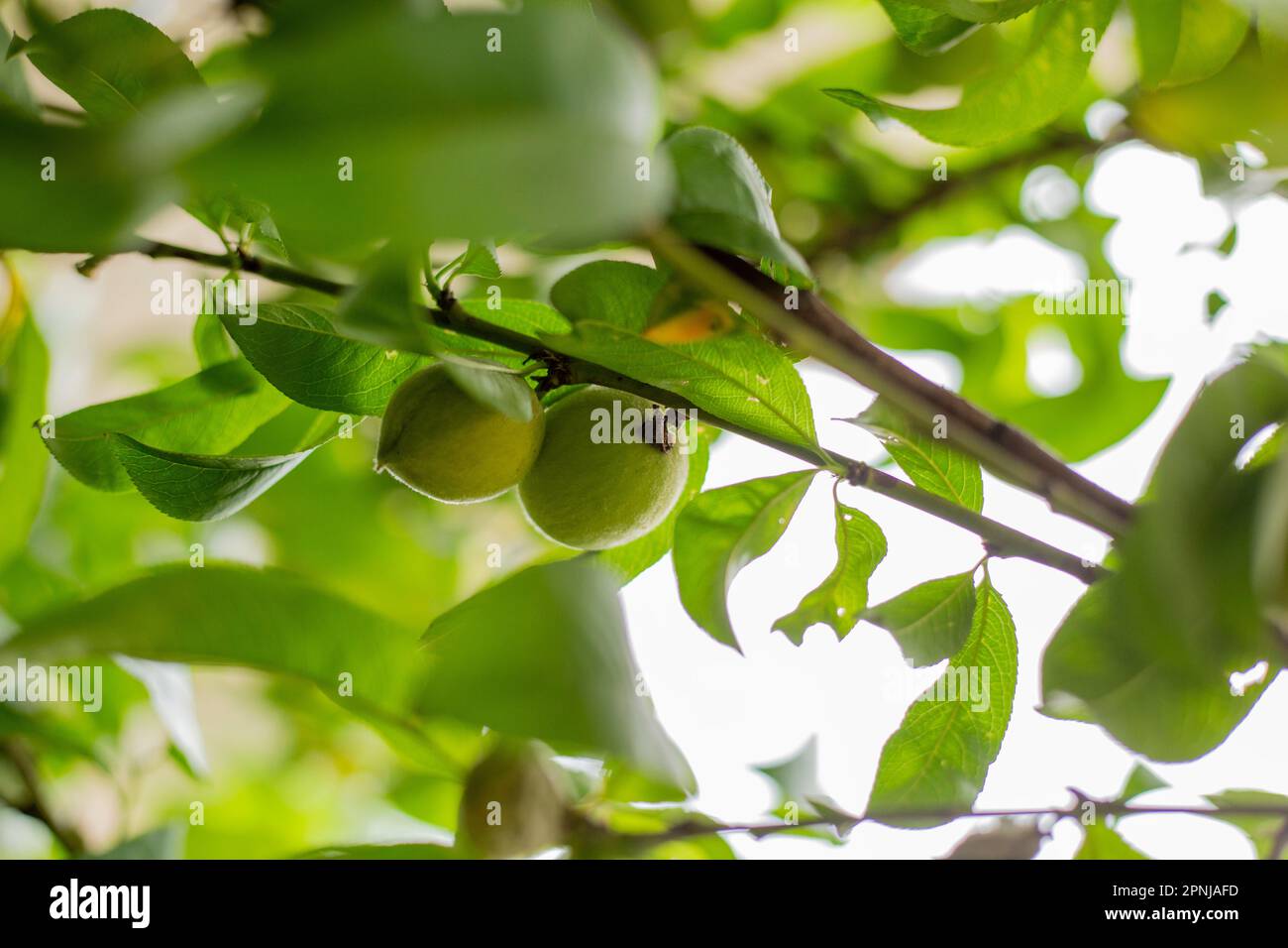 Pfirsichfrucht im Baum im Pfirsichgarten Stockfoto