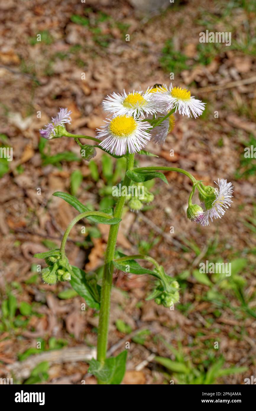 Kleine Gänseblümchen wie weiße Blumen mit gelben Mittelpunkten, die gerade anfangen zu blühen, mit einigen Knospen, die sich noch auf einem hohen Stiel öffnen, in den Wäldern, Nahaufnahme Stockfoto