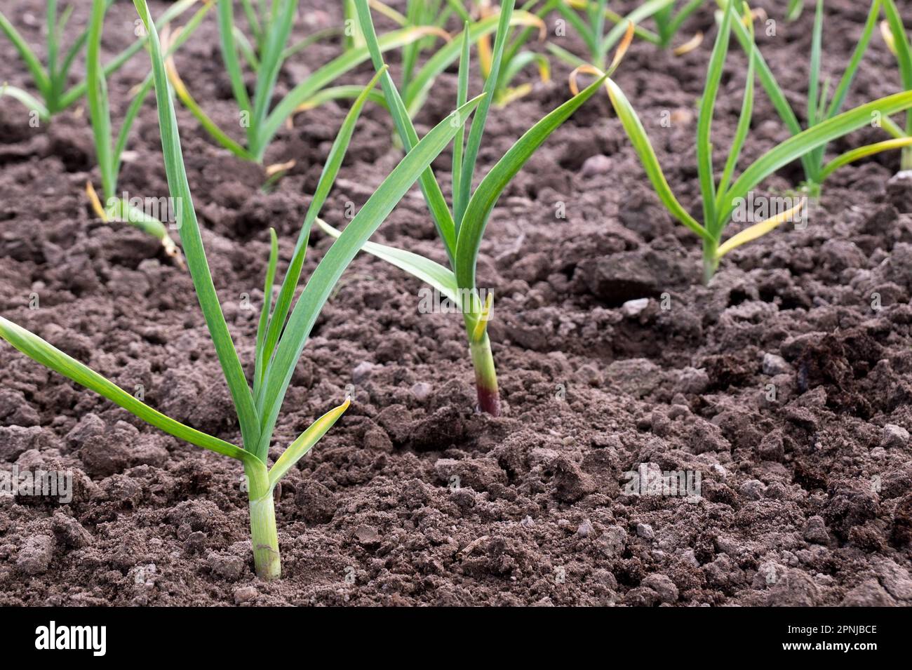 Junger Knoblauch mit gelben Blttern im Gartenbett. Schwache Pflanzen im  Frhling, die Dnger- und Wasserkonzept bentigen. Gartenpflanzen auf dem  Boden. Gartenarbeit Stockfotografie - Alamy