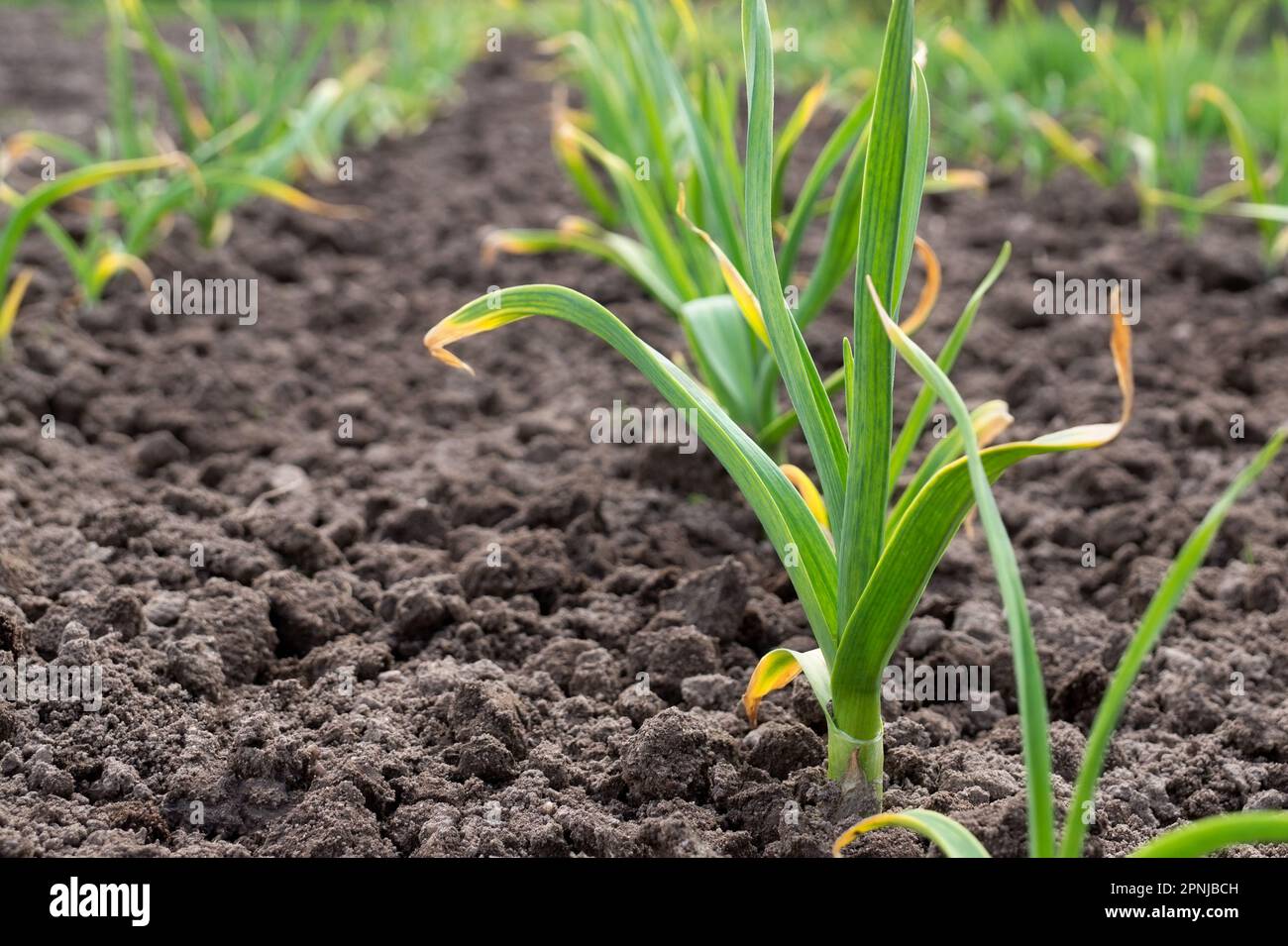 Junge Knoblauchstangen mit gelben Blättern im Gemüsegarten. Schwache Pflanzen im Frühjahr, die Düngemittelkonzepte benötigen. Gartenpflanzen oder Setzlinge und Th Stockfoto