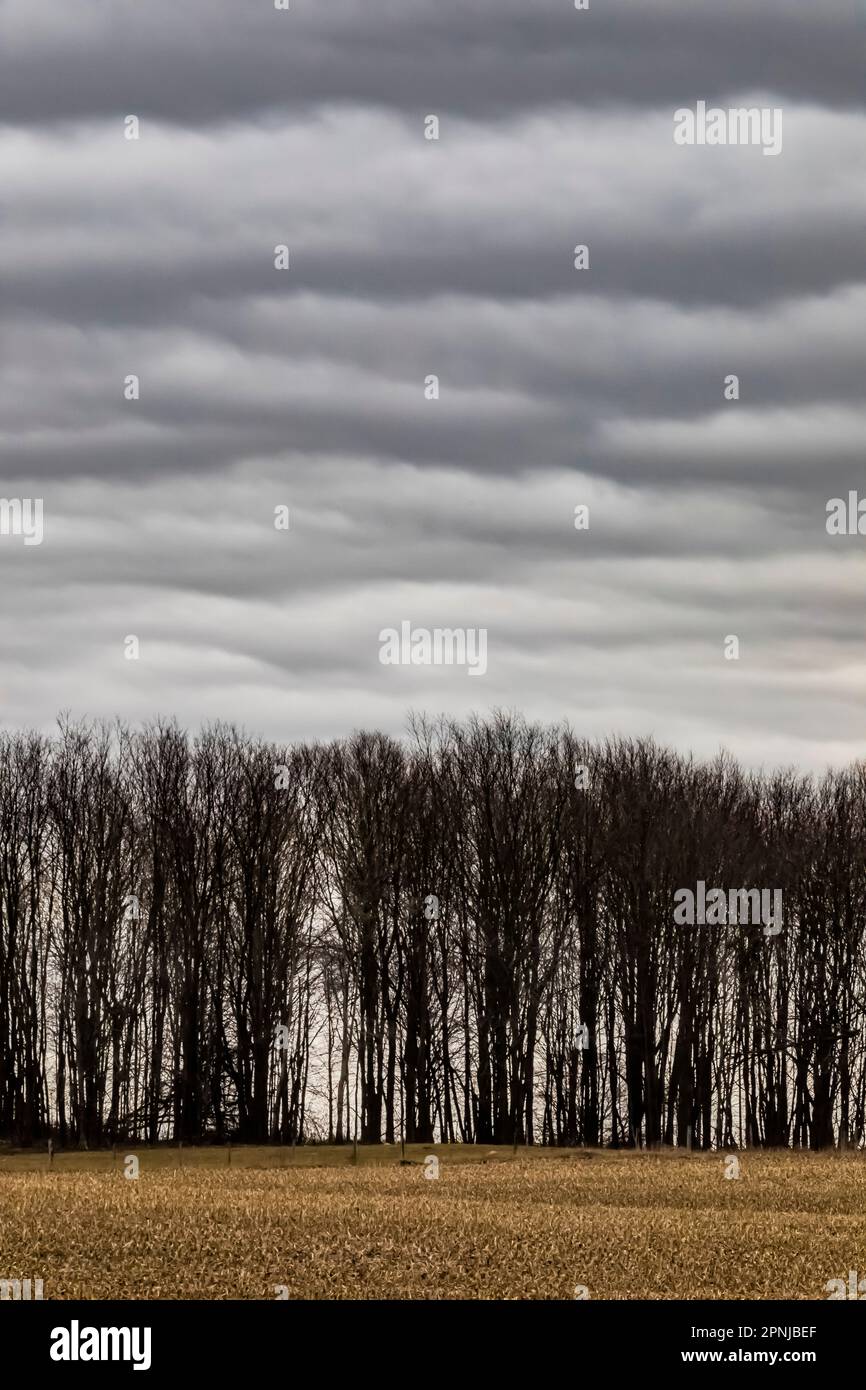 Stratocumuluswolken über Ackerland und Bäumen, Central Michigan, USA Stockfoto