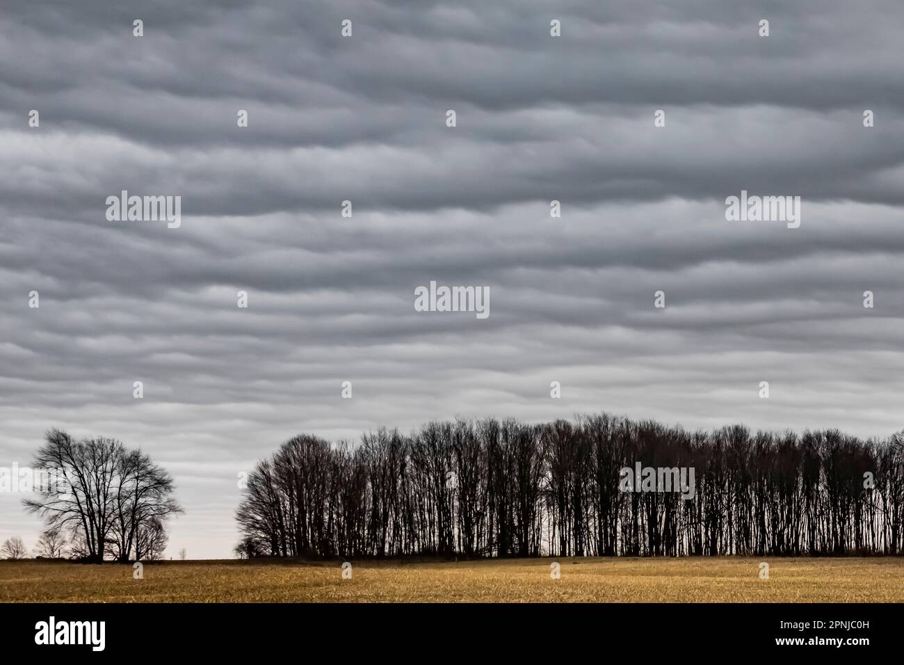 Stratocumuluswolken über Ackerland und Bäumen, Central Michigan, USA Stockfoto