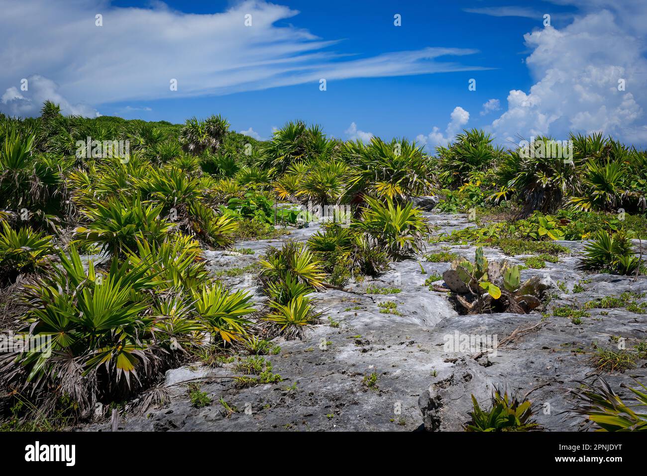 Wunderschöne grüne Landschaft in der Nähe von Tulum, Mexiko Stockfoto