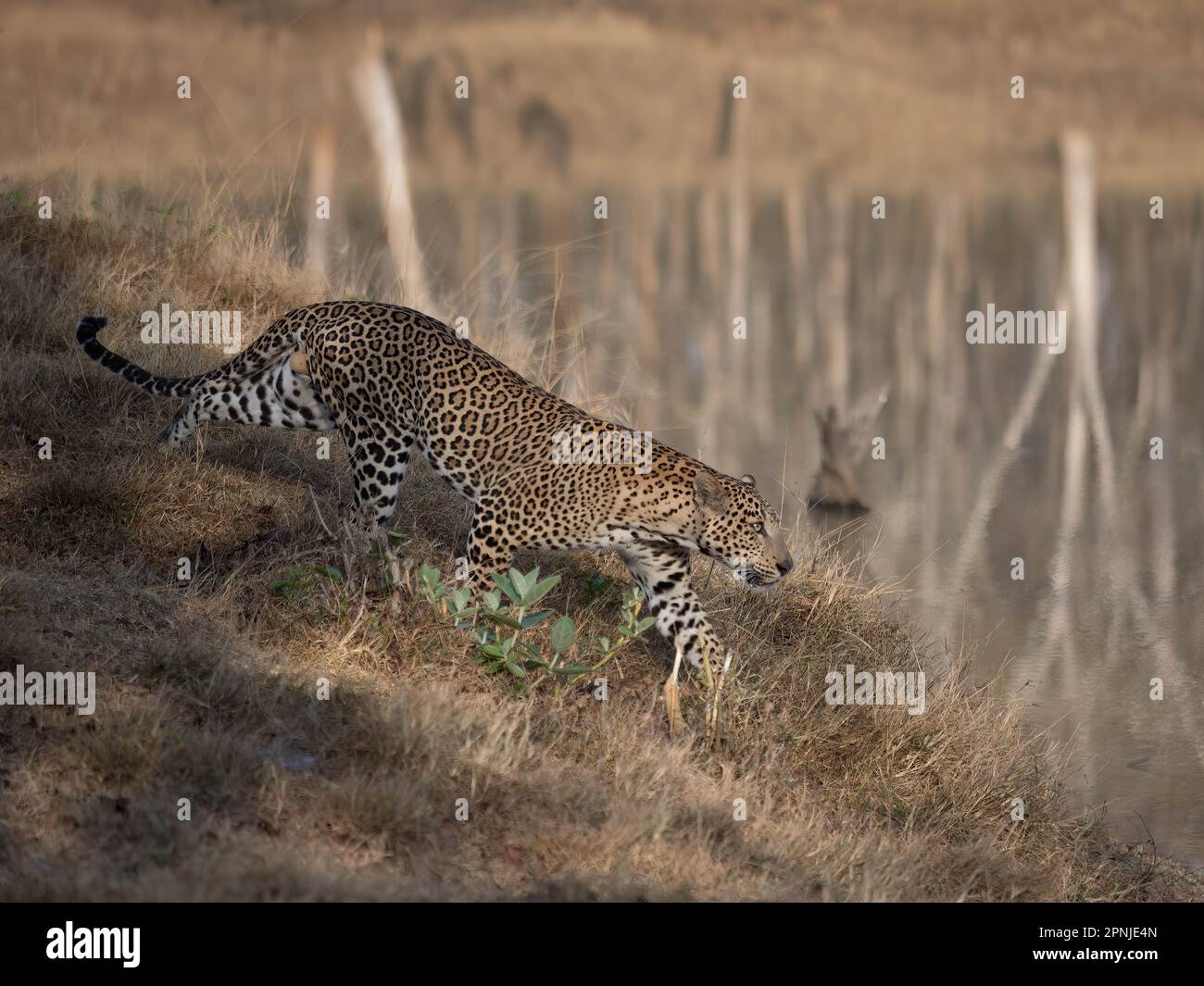 Ein männlicher Leopard (pantera Pardus) auf der Jagd in einem der indischen Nationalparks Stockfoto