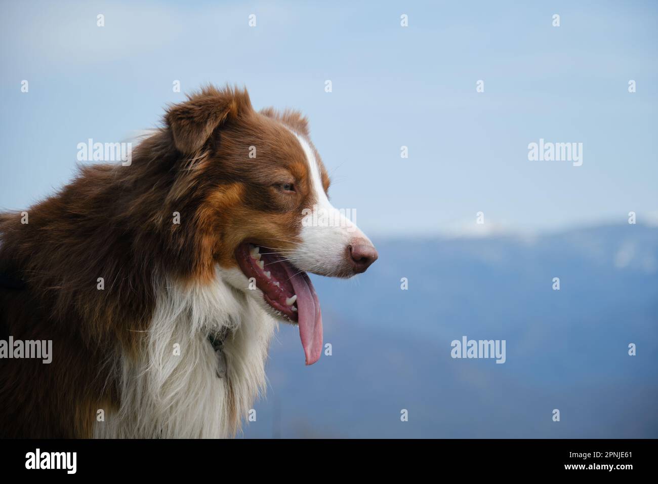 Der australische Schäferhund lächelt mit der Zunge, die am blauen Himmel und an den schneebedeckten Berggipfeln am warmen Frühlingstag herausragt. Porträt im Profil außen. Verk Stockfoto