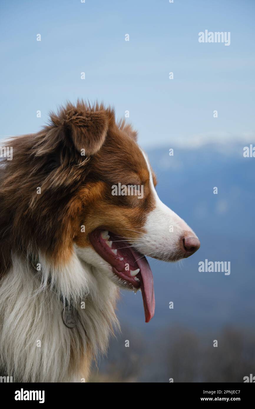 Der australische Schäferhund lächelt mit der Zunge, die am blauen Himmel und an den schneebedeckten Berggipfeln am warmen Frühlingstag herausragt. Porträt im Profil außen. Verk Stockfoto