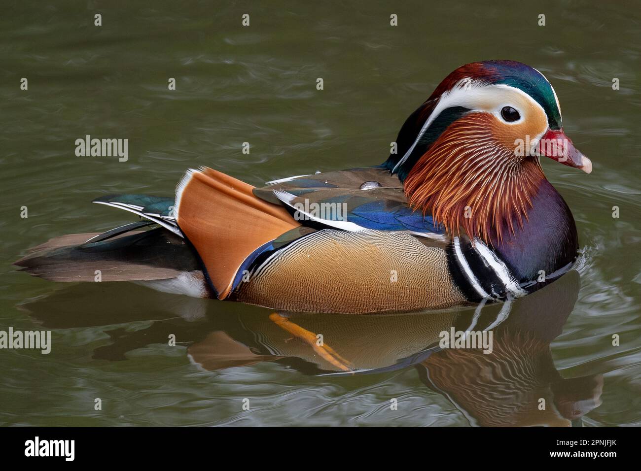 Maidenhead, Berkshire, Großbritannien. 19. April 2023. Ein farbenfroher männlicher Mandarin-Ente auf Ray Mill Island an der Themse in Maidenhead, Berkshire. Kredit: Maureen McLean/Alamy Live News Stockfoto