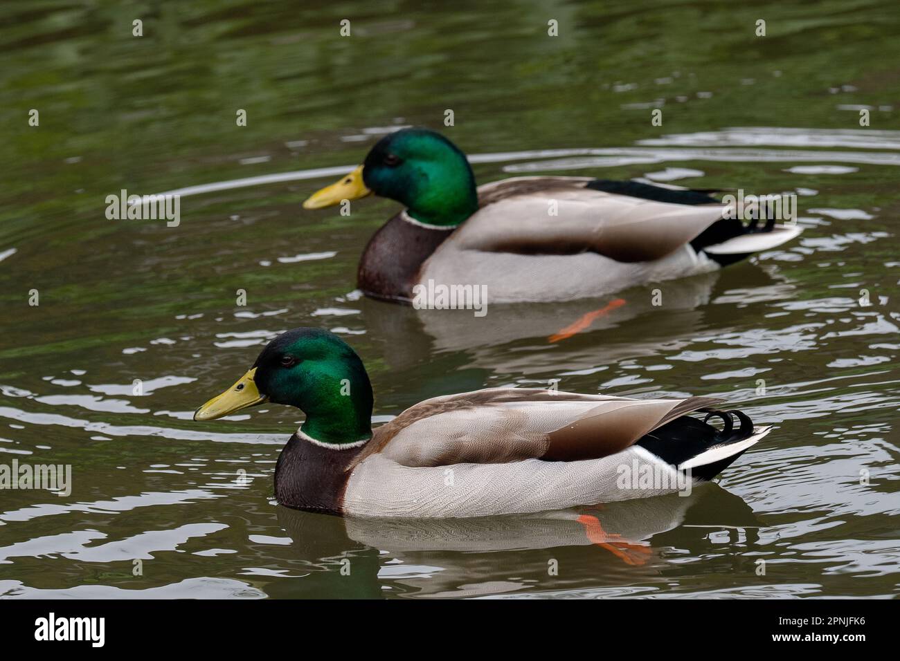 Maidenhead, Berkshire, Großbritannien. 19. April 2023. Zwei drake-Enten auf Ray Mill Island an der Themse in Maidenhead, Berkshire. Kredit: Maureen McLean/Alamy Live News Stockfoto