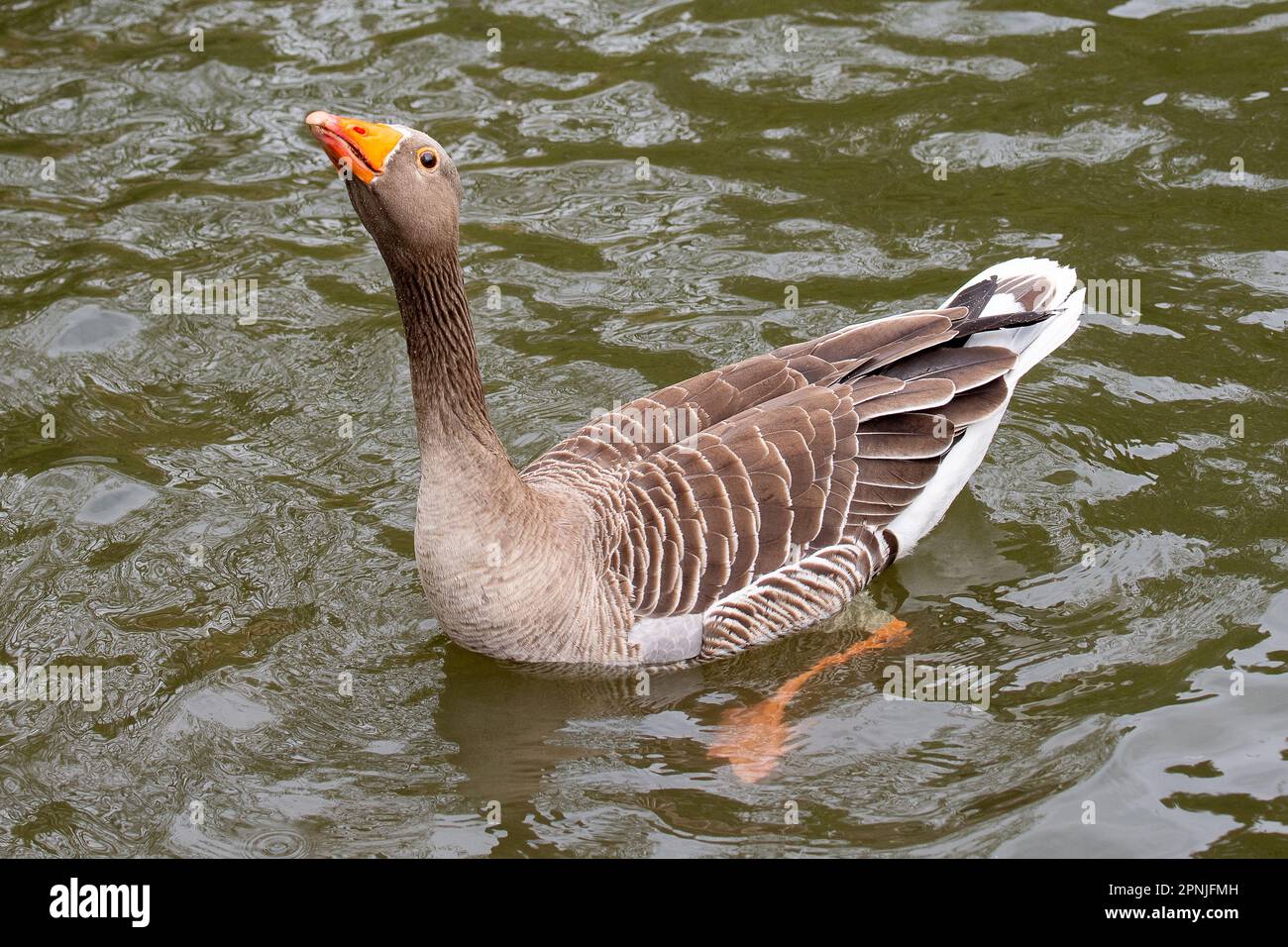 Maidenhead, Berkshire, Großbritannien. 19. April 2023. Eine Greylag-Gans auf Ray Mill Island an der Themse in Maidenhead, Berkshire. Kredit: Maureen McLean/Alamy Live News Stockfoto