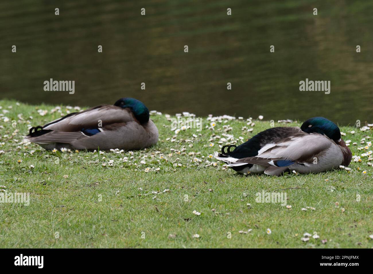 Maidenhead, Berkshire, Großbritannien. 19. April 2023. Zwei drake-Enten schlafen auf Ray Mill Island an der Themse in Maidenhead, Berkshire. Kredit: Maureen McLean/Alamy Live News Stockfoto